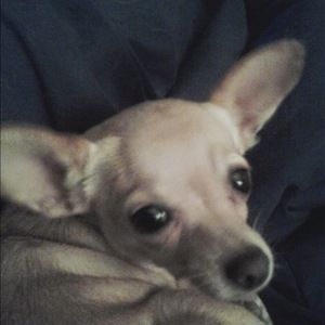 Meet your Posher, Wesley